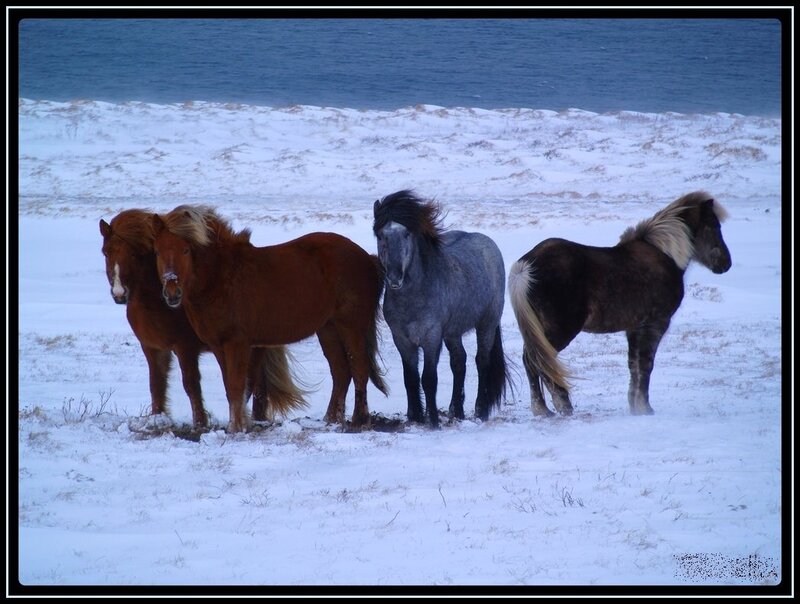 Three Horses in Snow