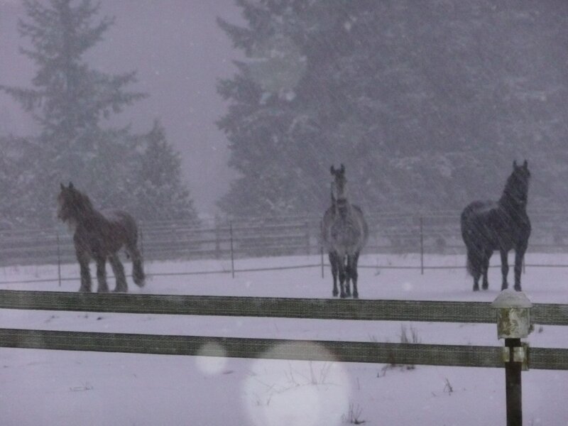 Three Horses in Snow — White, Cold
