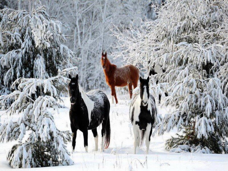 Three Horses in Snow — White