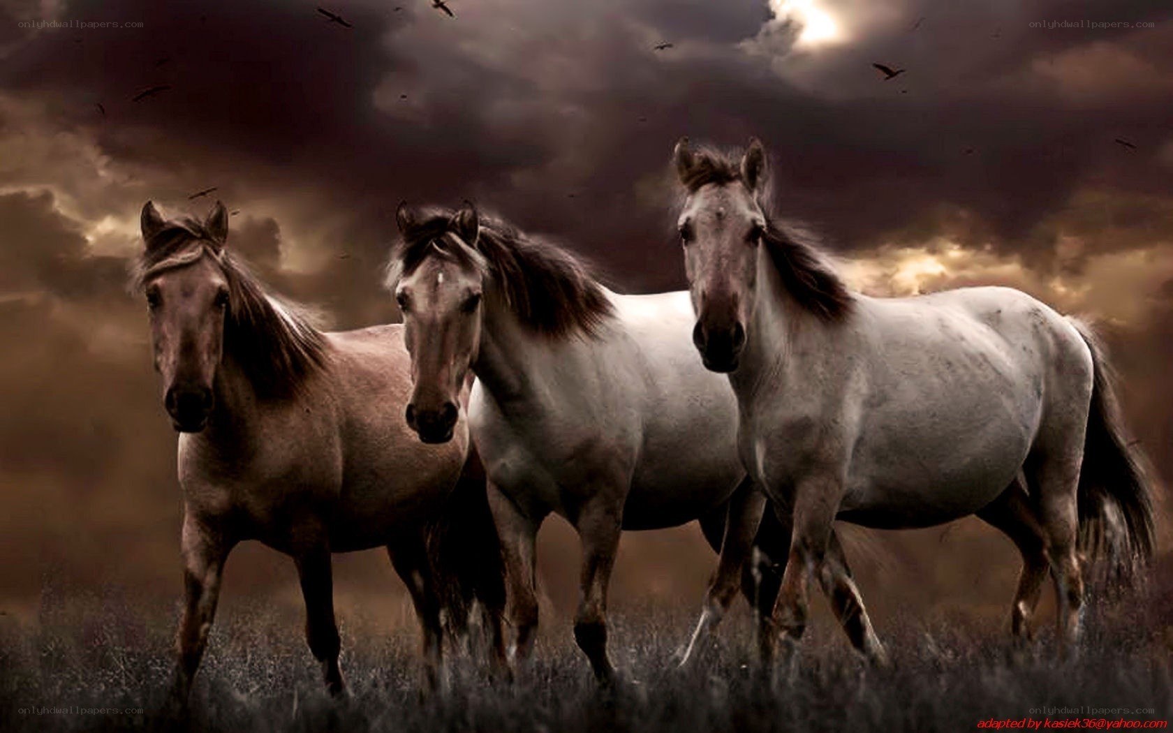 three horses in stormy field