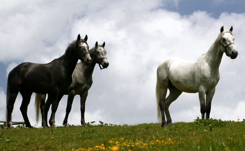 Three Horses on a Hill