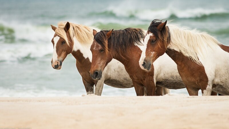 Three Horses on Beach — Brown