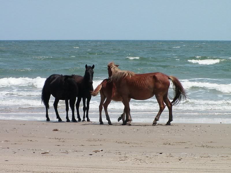 Three Horses on Beach