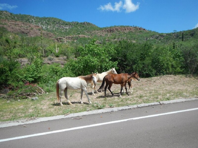 Three Horses on Roadside