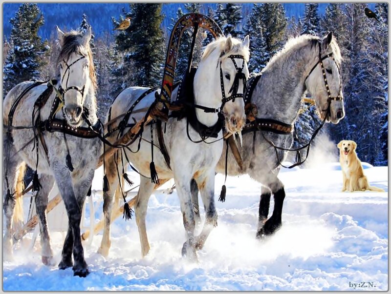 Three Horses Pulling Sled