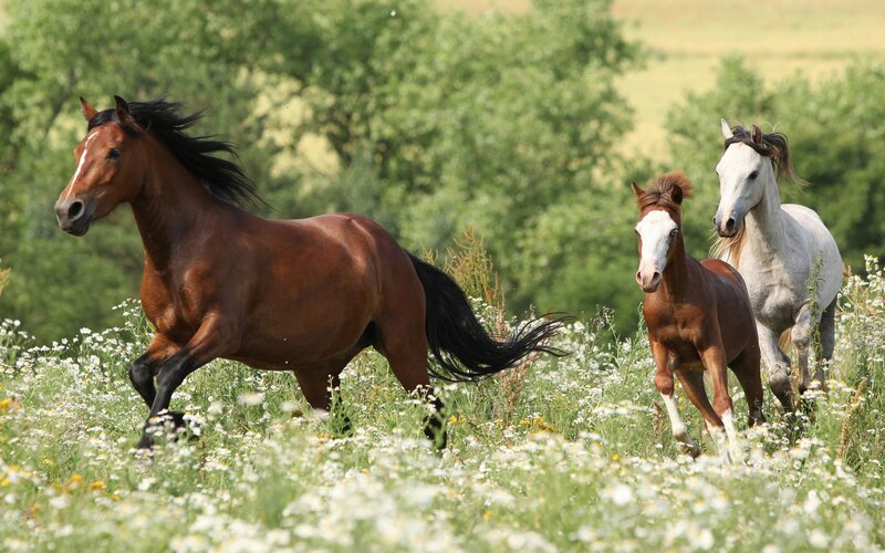 Three Horses Running — Brown, Active, Afternoon