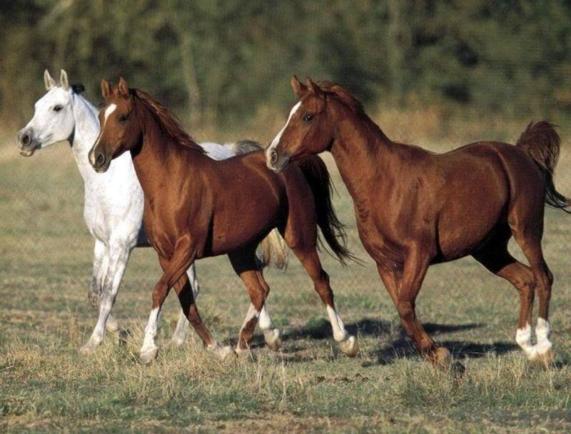Three Horses Running — Brown, Active
