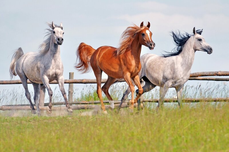 Three Horses Running — Brown, Dynamic, Afternoon, Photograph, Fence