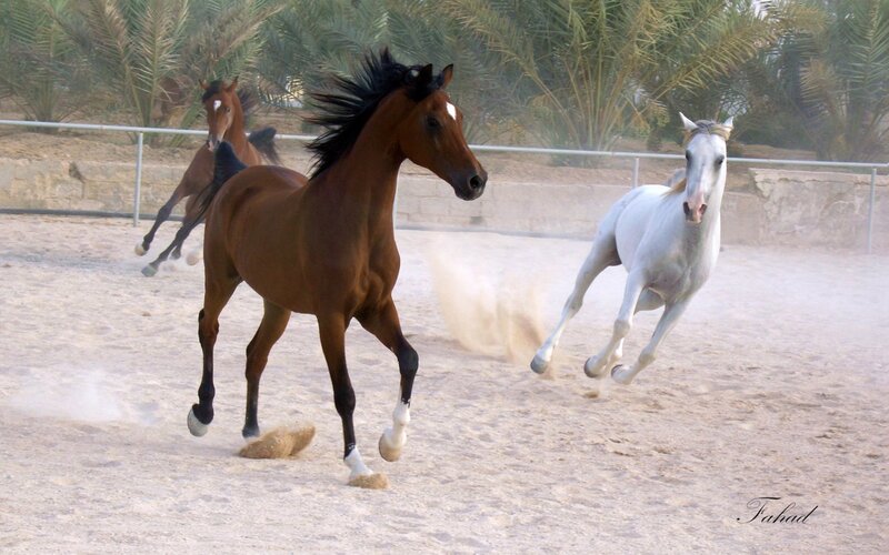 Three Horses Running — Brown, Dynamic, Afternoon, Photograph
