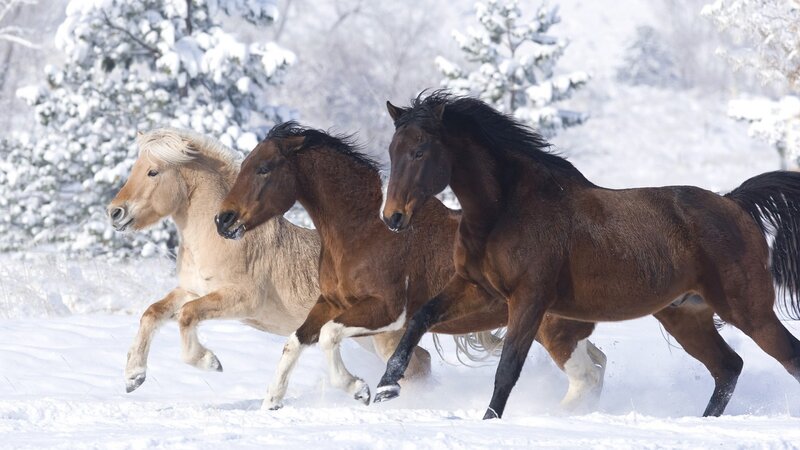 Three Horses Running — Brown, Dynamic, Winter, Photograph, Snow