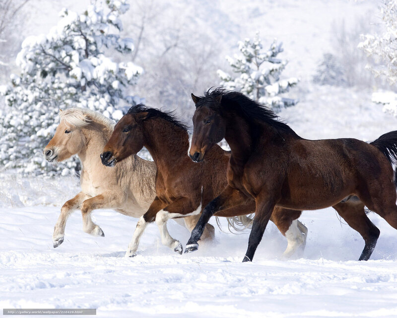Three Horses Running — Brown, Dynamic, Winter, Photograph, Snow, Trees