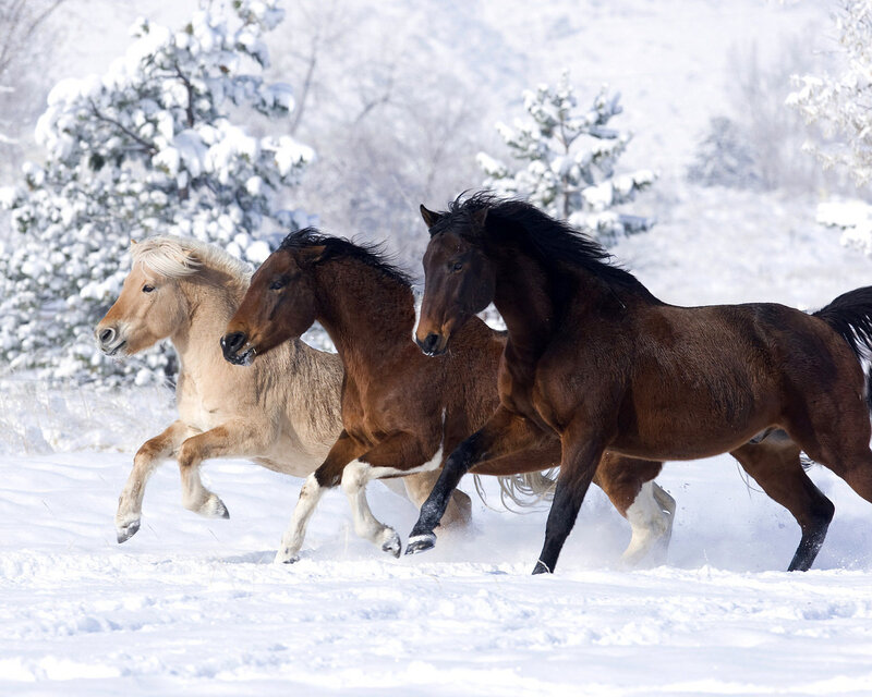 Three Horses Running — Brown, Dynamic, Winter, Photograph