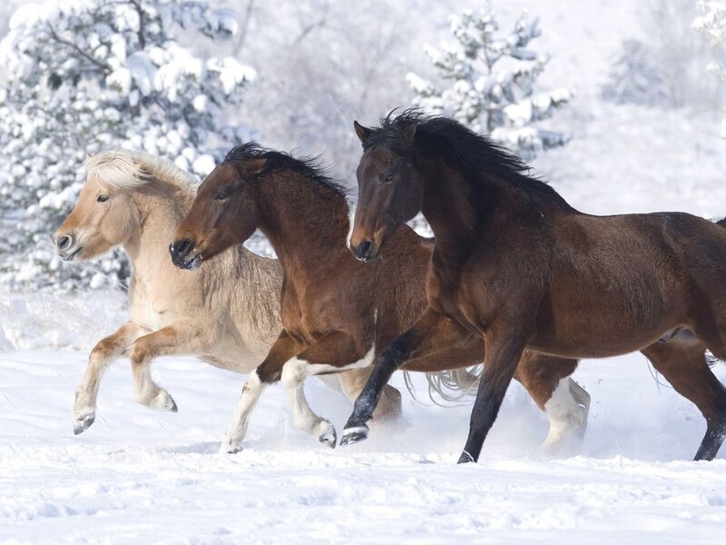 Three Horses Running — Brown, Dynamic, Winter