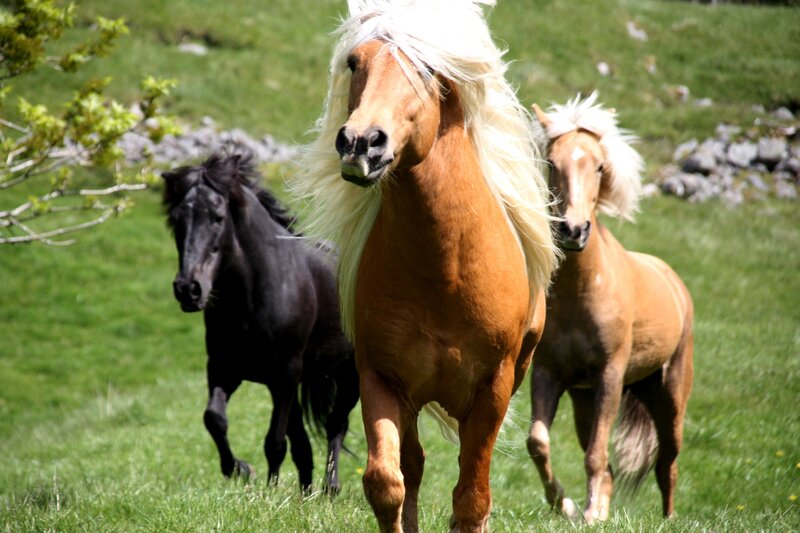 Three Horses Running — Green, Active