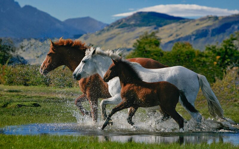 Three Horses Running — Green, Dynamic, Afternoon, Photograph