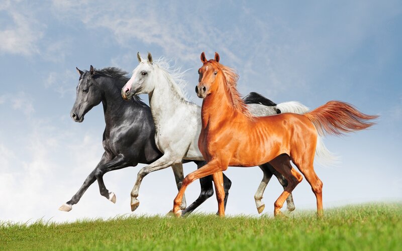 Three Horses Running — Green, Dynamic, Afternoon