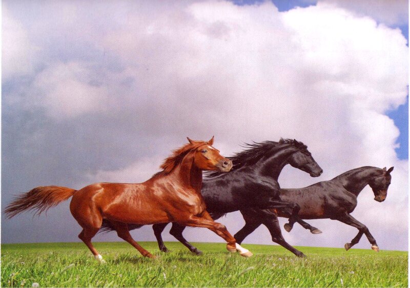 Three Horses Running — Green, Dynamic