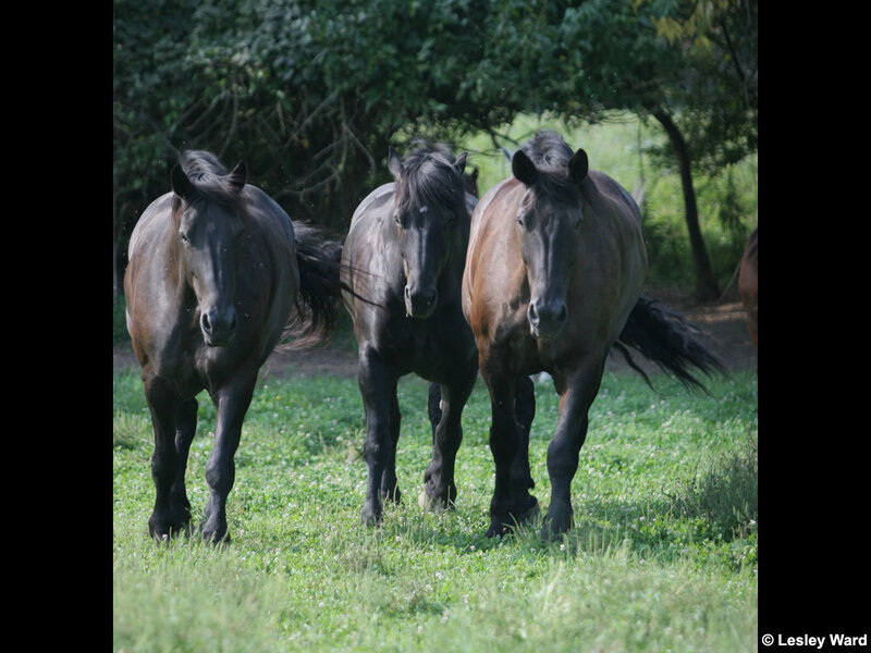 Three Horses Running — Green