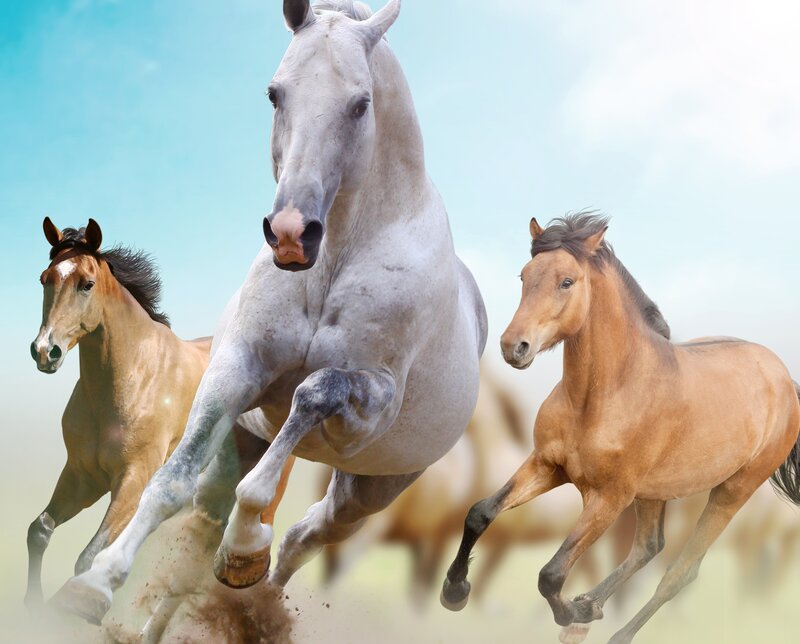 Three Horses Running — White, Dynamic, Afternoon