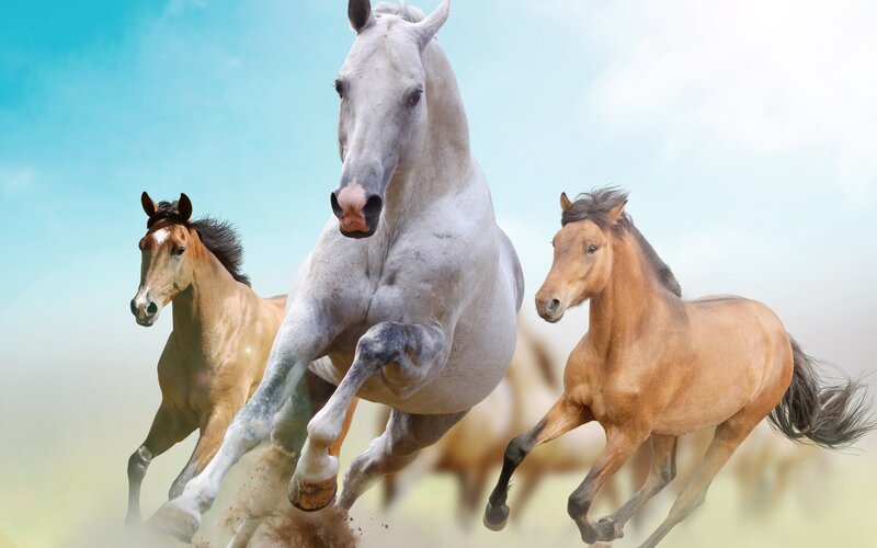 Three Horses Running — White, Dynamic, Photograph