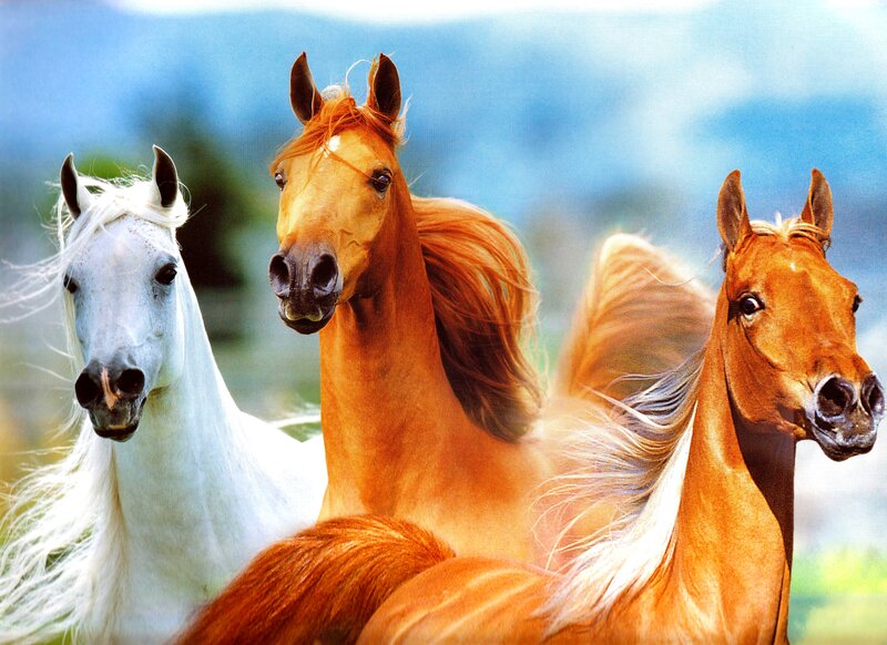 Three Horses Running — White, Dynamic, Photograph, White Horse
