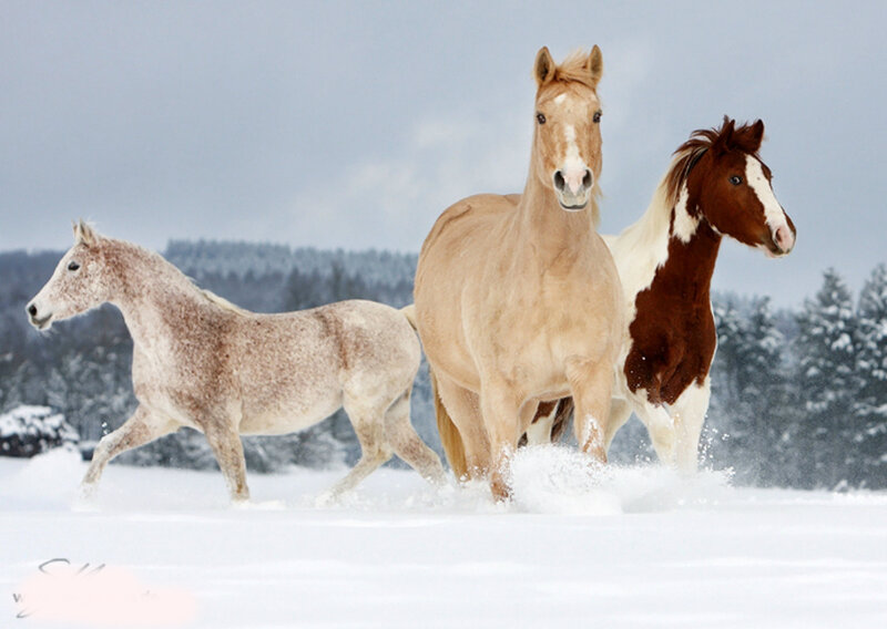 Three Horses Running — White, Dynamic