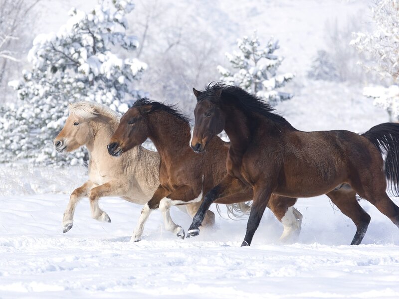 Three Horses Running — White, Dynamic, Winter, Photograph, Snow, Trees, Field