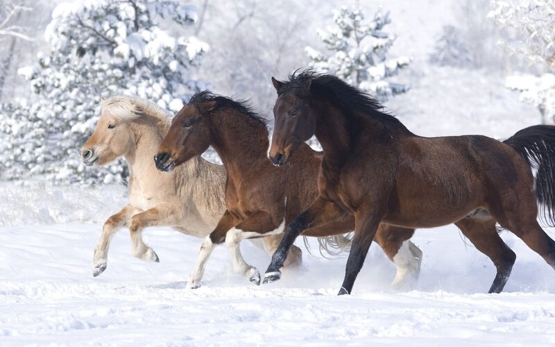 Three Horses Running — White, Dynamic, Winter, Photograph