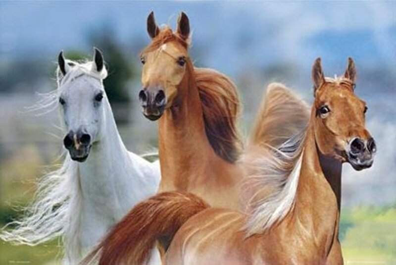 Three Horses Running — White
