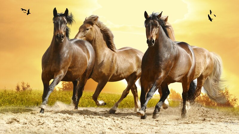 Three Horses Running — Yellow, Dynamic, Sunset, Photograph, Birds