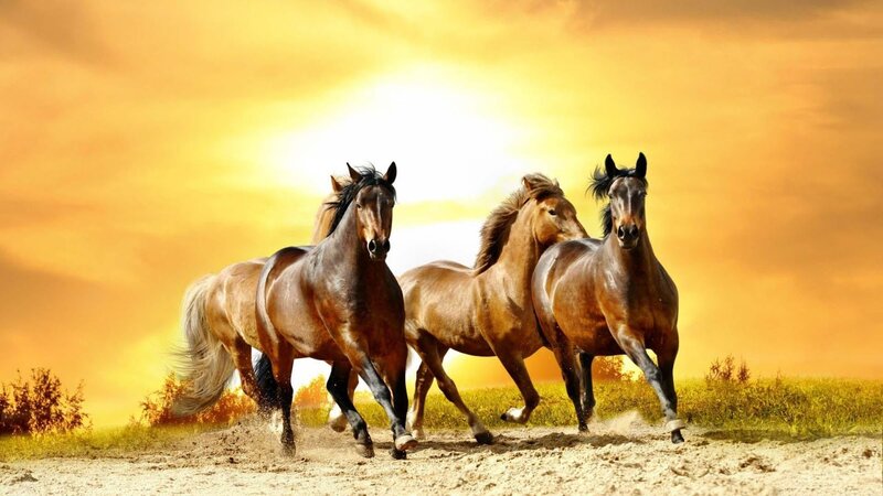 Three Horses Running — Yellow, Dynamic, Sunset, Photograph, Dirt Path, Grass