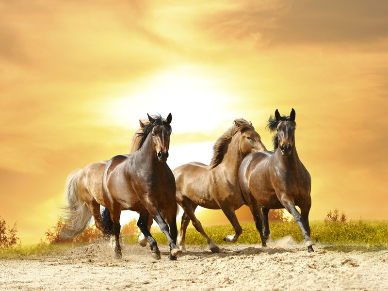 Three Horses Running — Yellow, Dynamic, Sunset, Photograph, Dirt Path