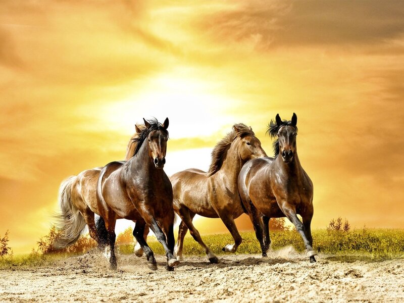 Three Horses Running — Yellow, Dynamic, Sunset, Photograph, Field, Dirt Path