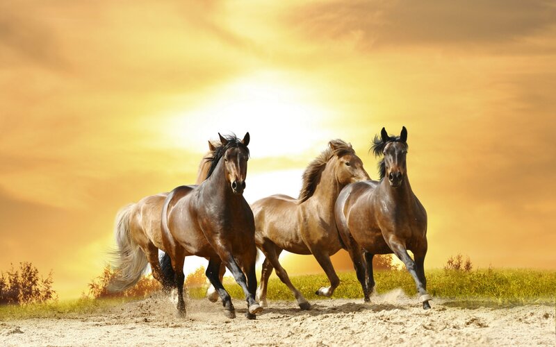 Three Horses Running — Yellow, Dynamic, Sunset, Photograph, Field