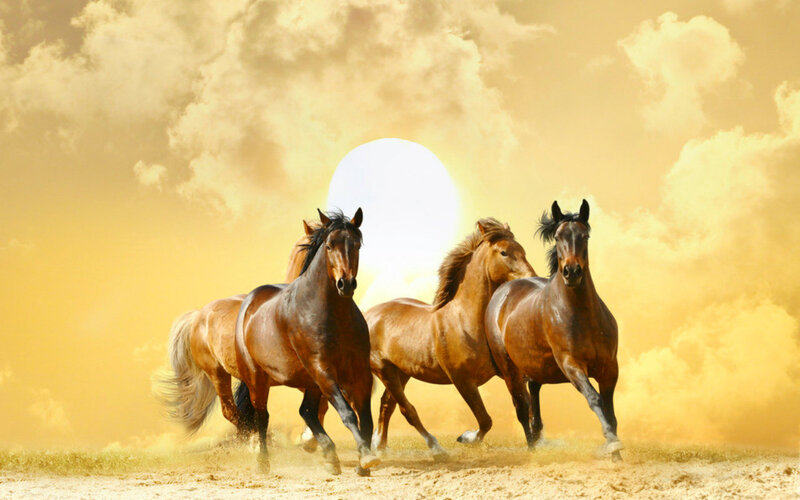 Three Horses Running — Yellow, Dynamic, Sunset, Photograph, Sun