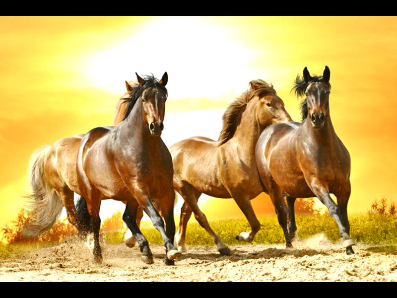 Three Horses Running — Yellow, Dynamic, Sunset, Photograph