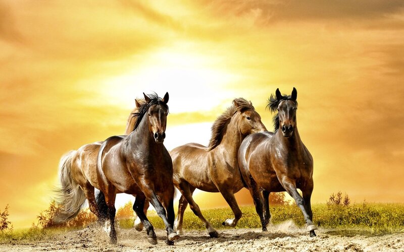 Three Horses Running — Yellow, Dynamic, Sunset