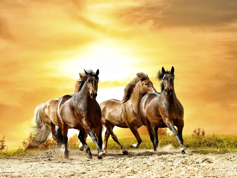 Three Horses Running — Yellow, Dynamic