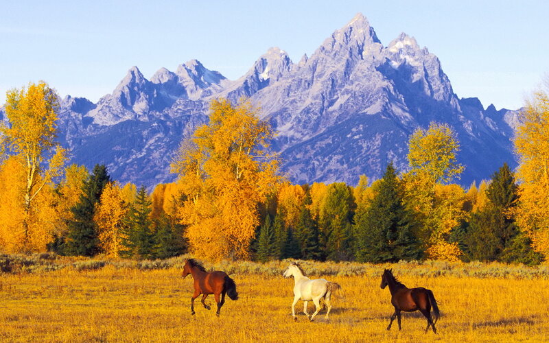 Three Horses Running — Yellow, Serene