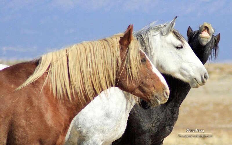 Three Horses Standing
