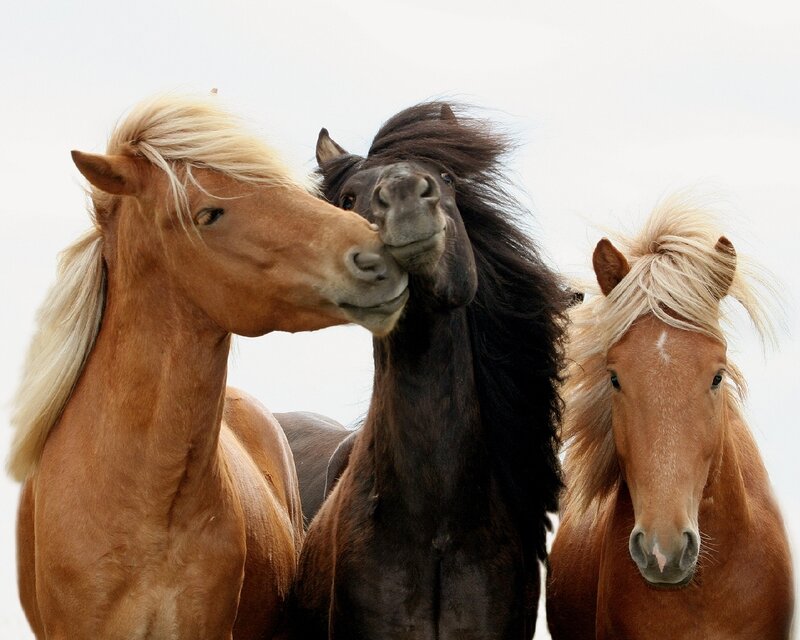 Three Horses Together