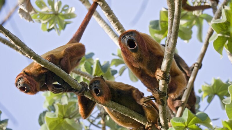 Three howler monkeys in a tree