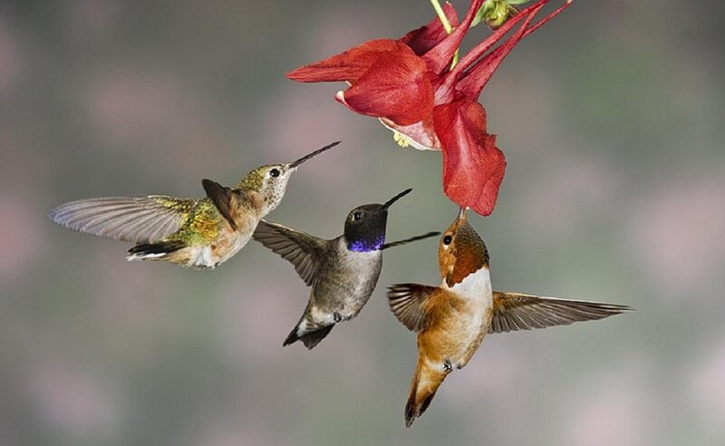 Three Hummingbirds Feeding