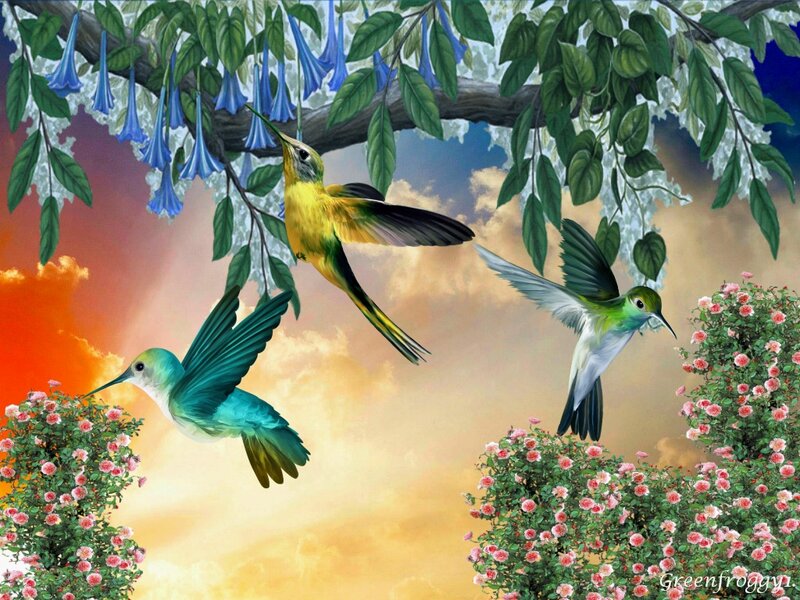 Three Hummingbirds Flying