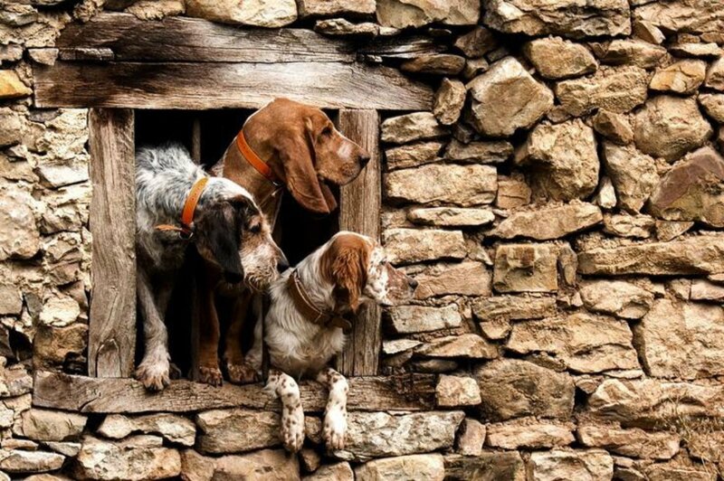 Three Hunting Dogs in Window