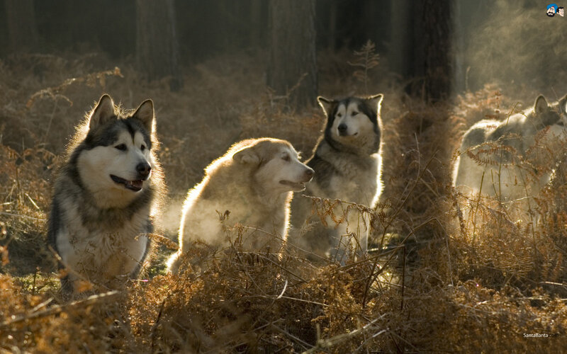 Three Huskies in Forest