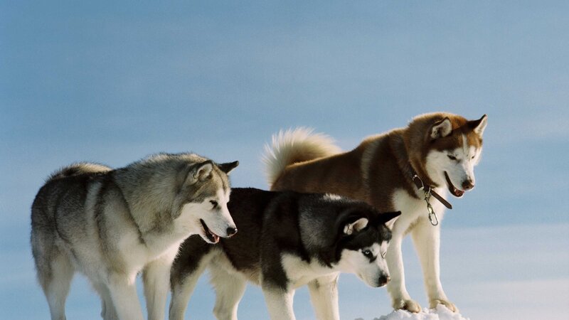 Three Huskies in Snow