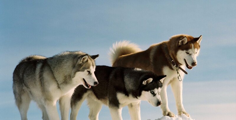 Three Huskies in Snow — White