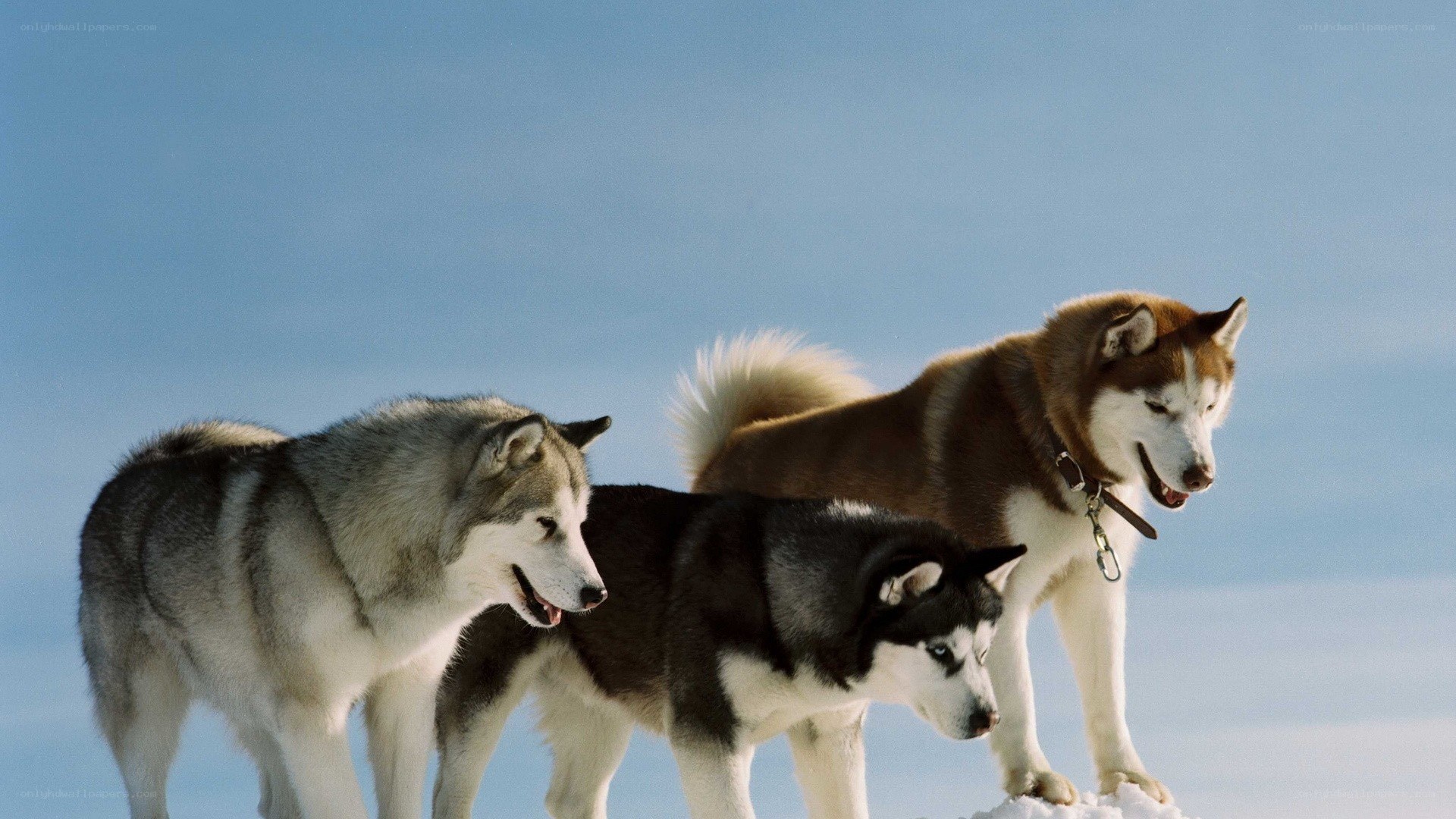 Three husky dogs in snow
