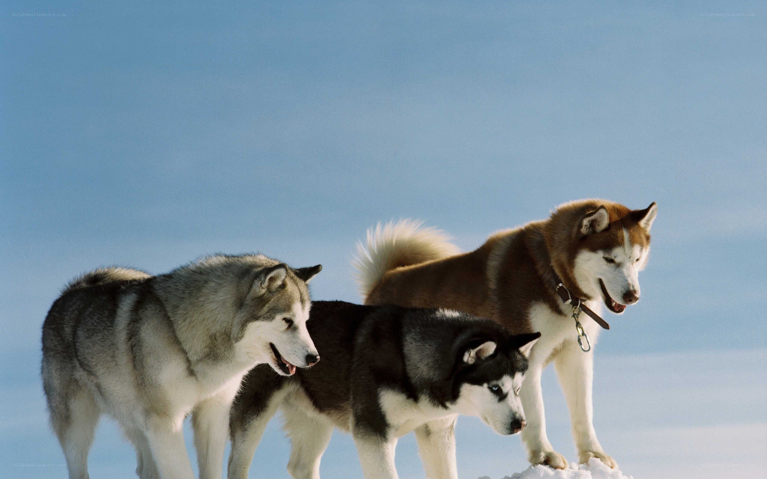 three husky dogs in snow